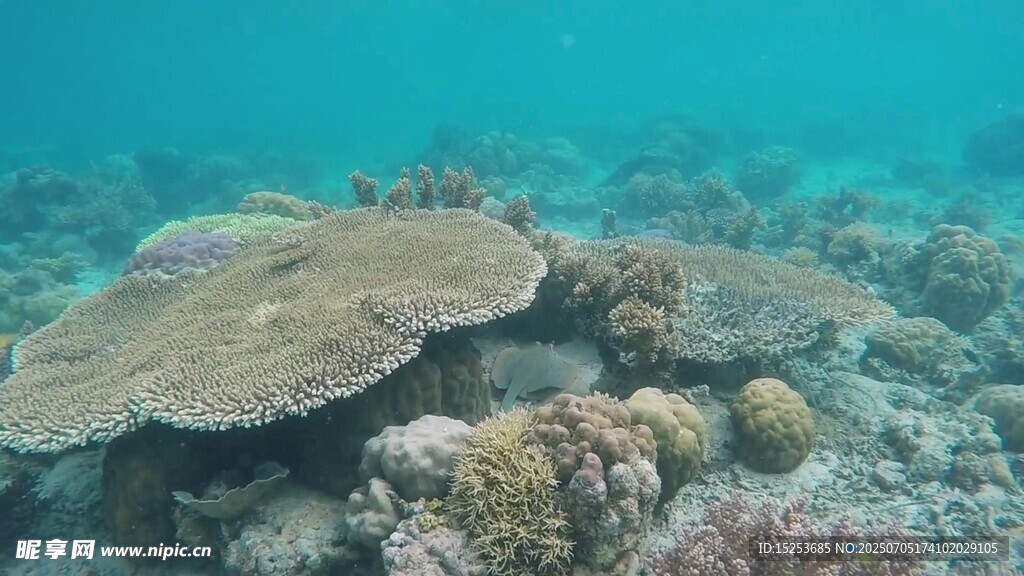 海底珊瑚景观