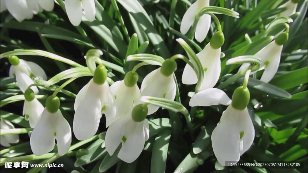 洁白雪花莲绽放绿意间