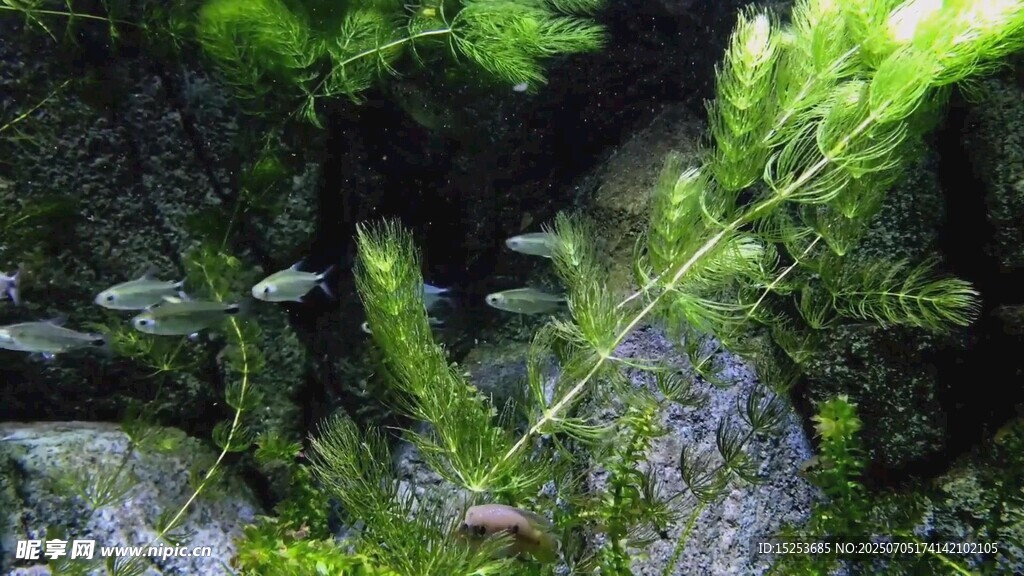 水草缸中的灵动小鱼