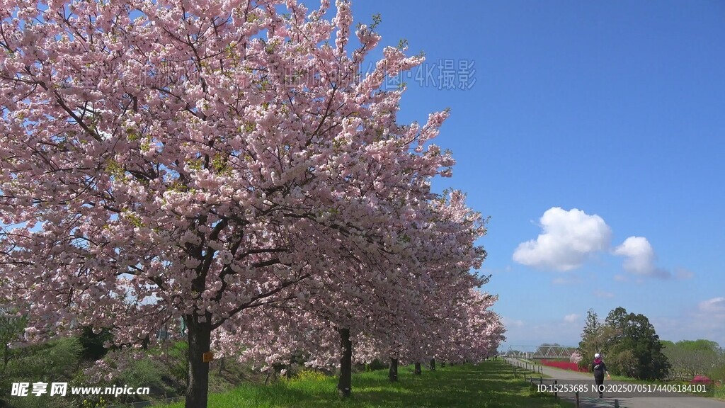 春日烂漫樱花树景