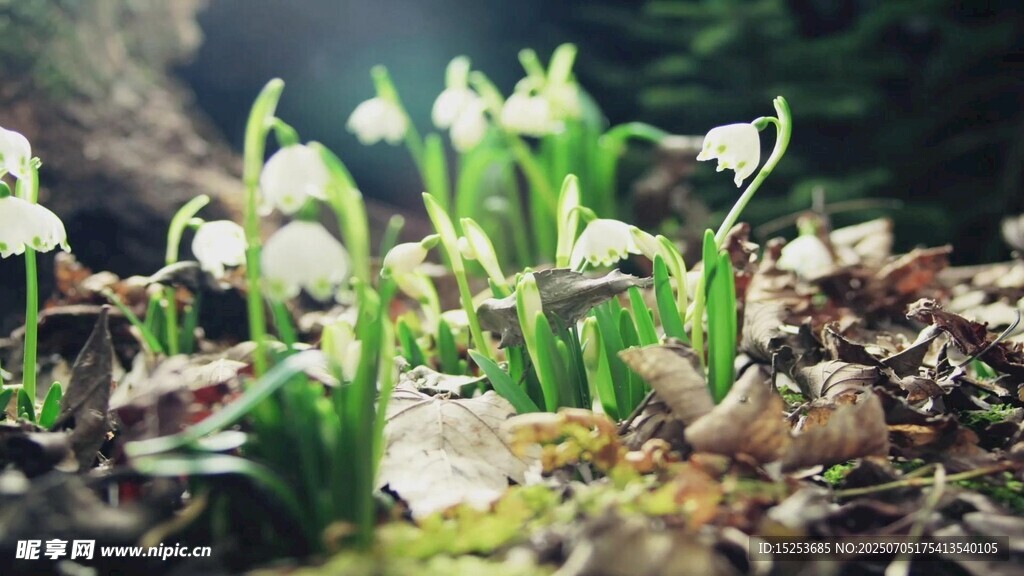 林间绽放的白色铃兰花