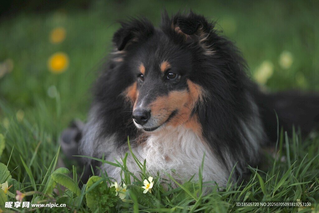喜乐蒂犬卧于翠绿草地