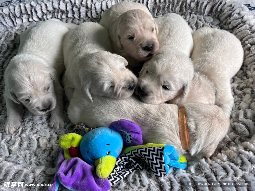 熟睡的可爱幼犬
