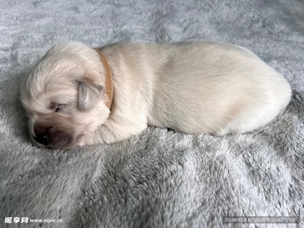 熟睡的米色拉布拉多幼犬