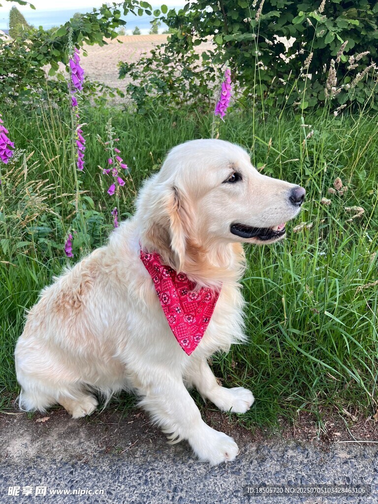 戴红围巾的金毛犬