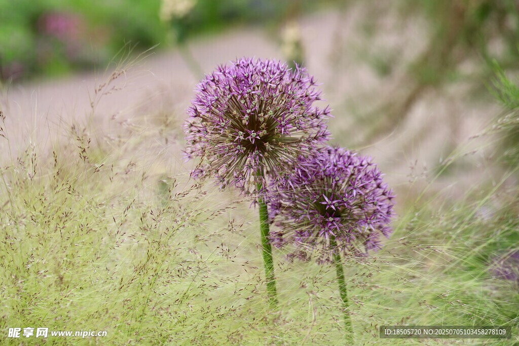 紫色葱属花卉特写