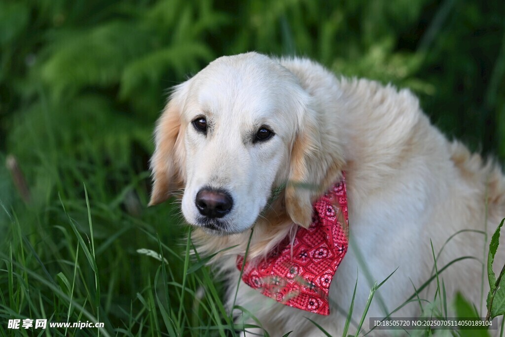 戴红巾的可爱金毛犬