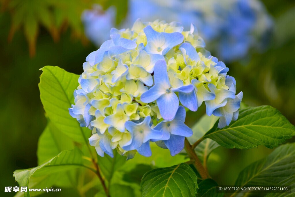 蓝白绣球花绽放