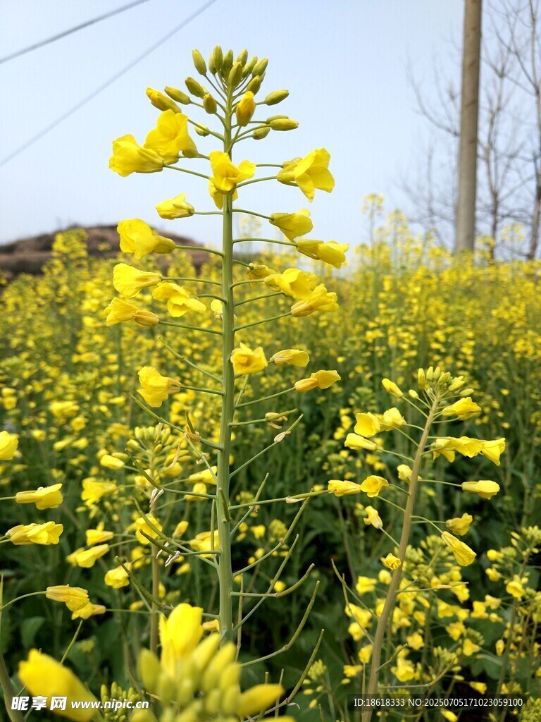 春日油菜花田美景