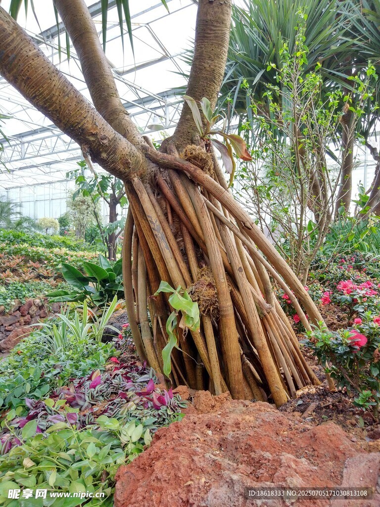 奇特树根景观  绿植环绕
