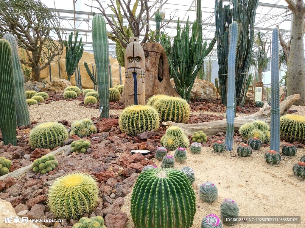 仙人掌植物园景观