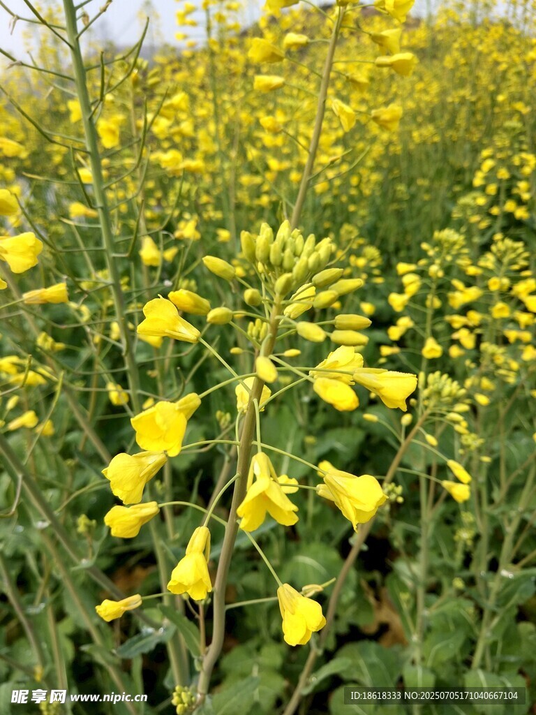 金黄灿烂的油菜花田