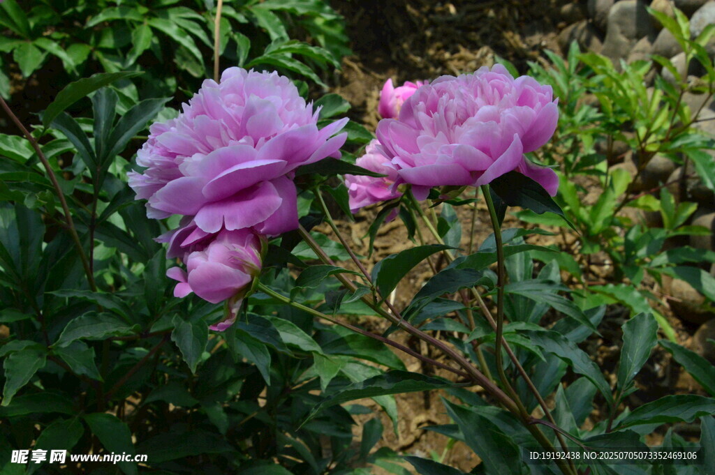 芍药花  