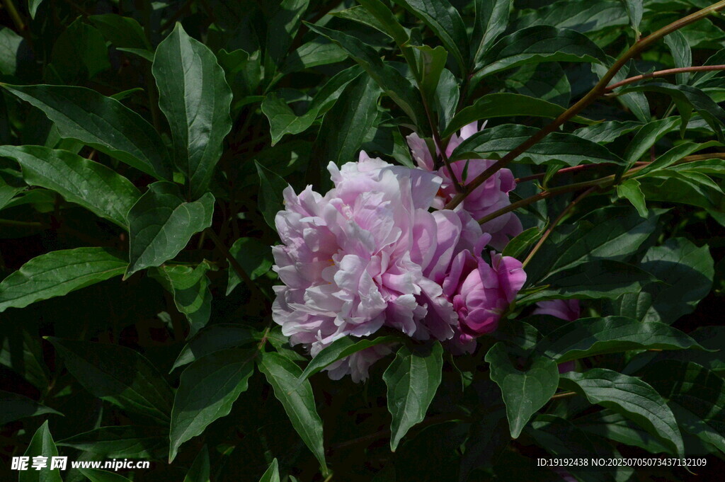 芍药花  