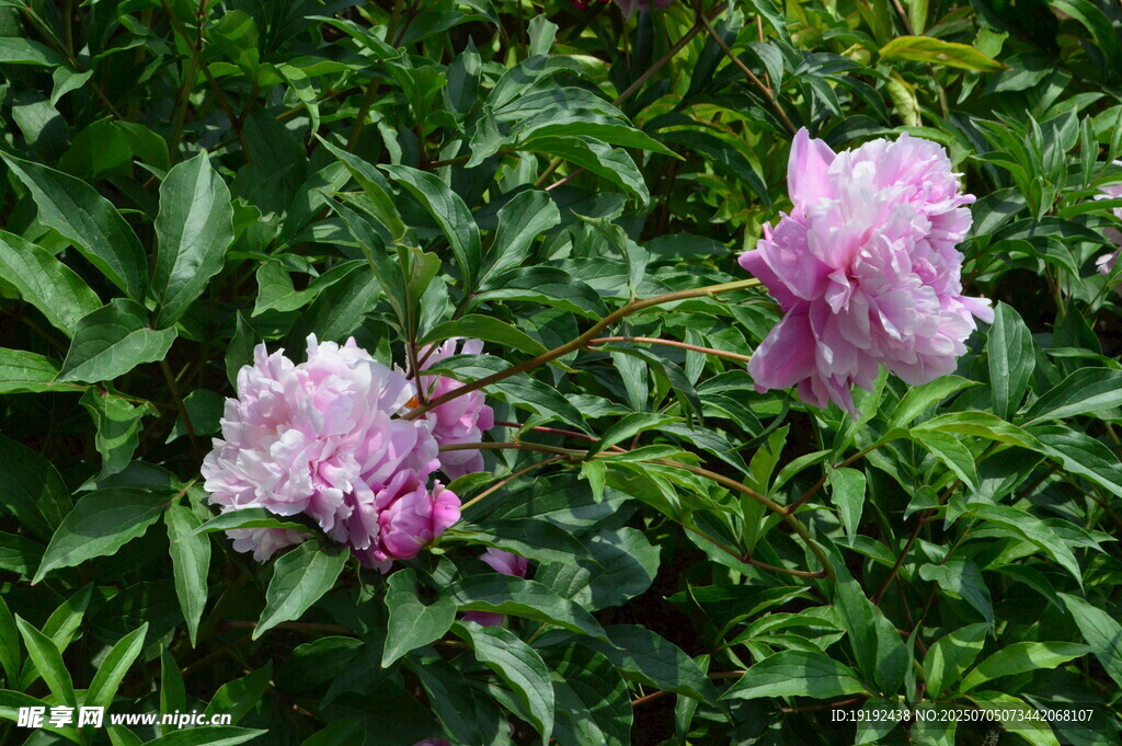 芍药花 