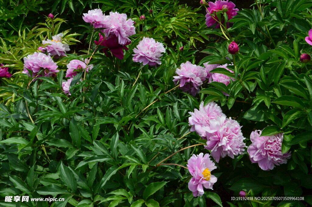 芍药花  