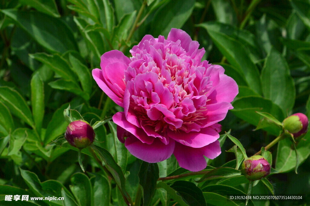 芍药花  