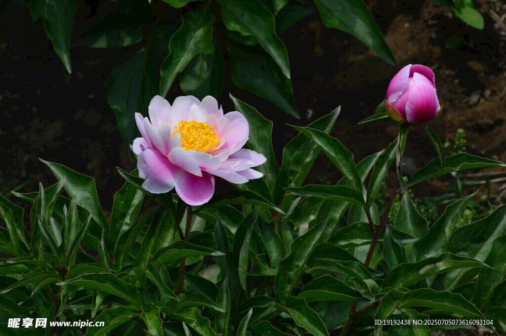 芍药花 