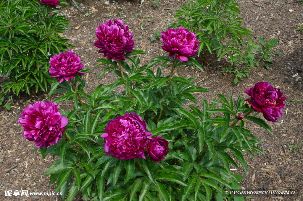 芍药花  