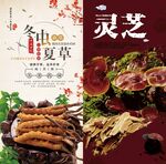 冬虫草灵芝等中药材展示