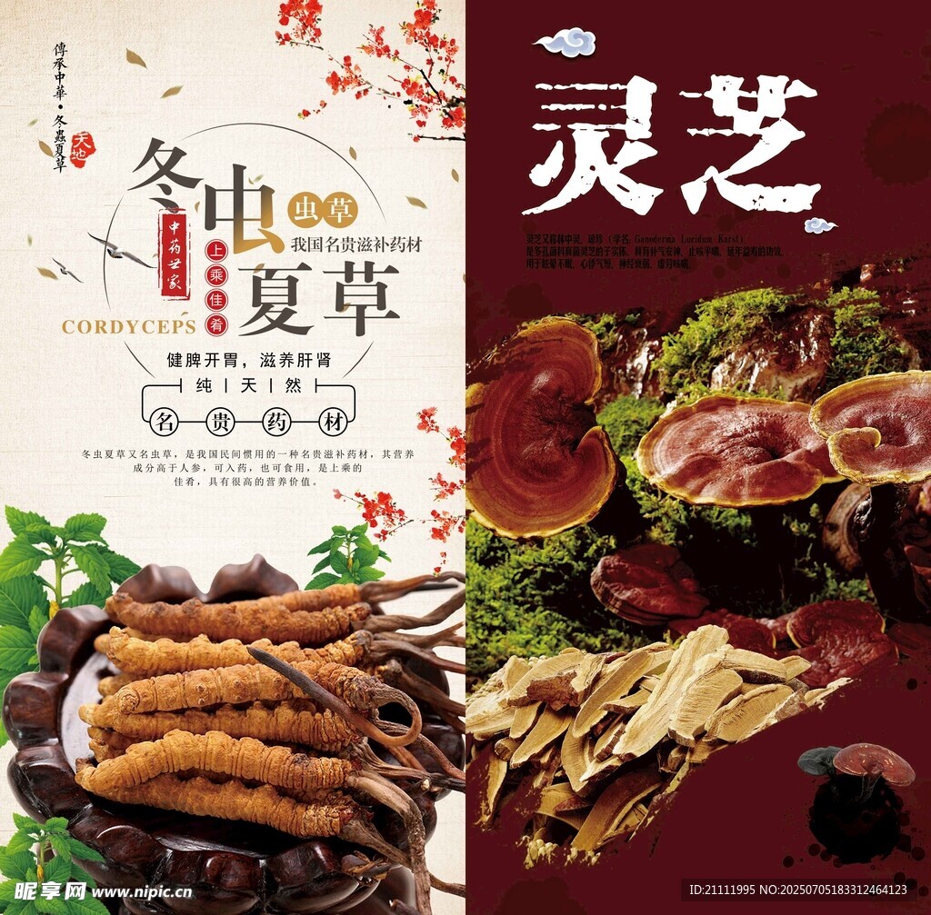 冬虫草灵芝等中药材展示