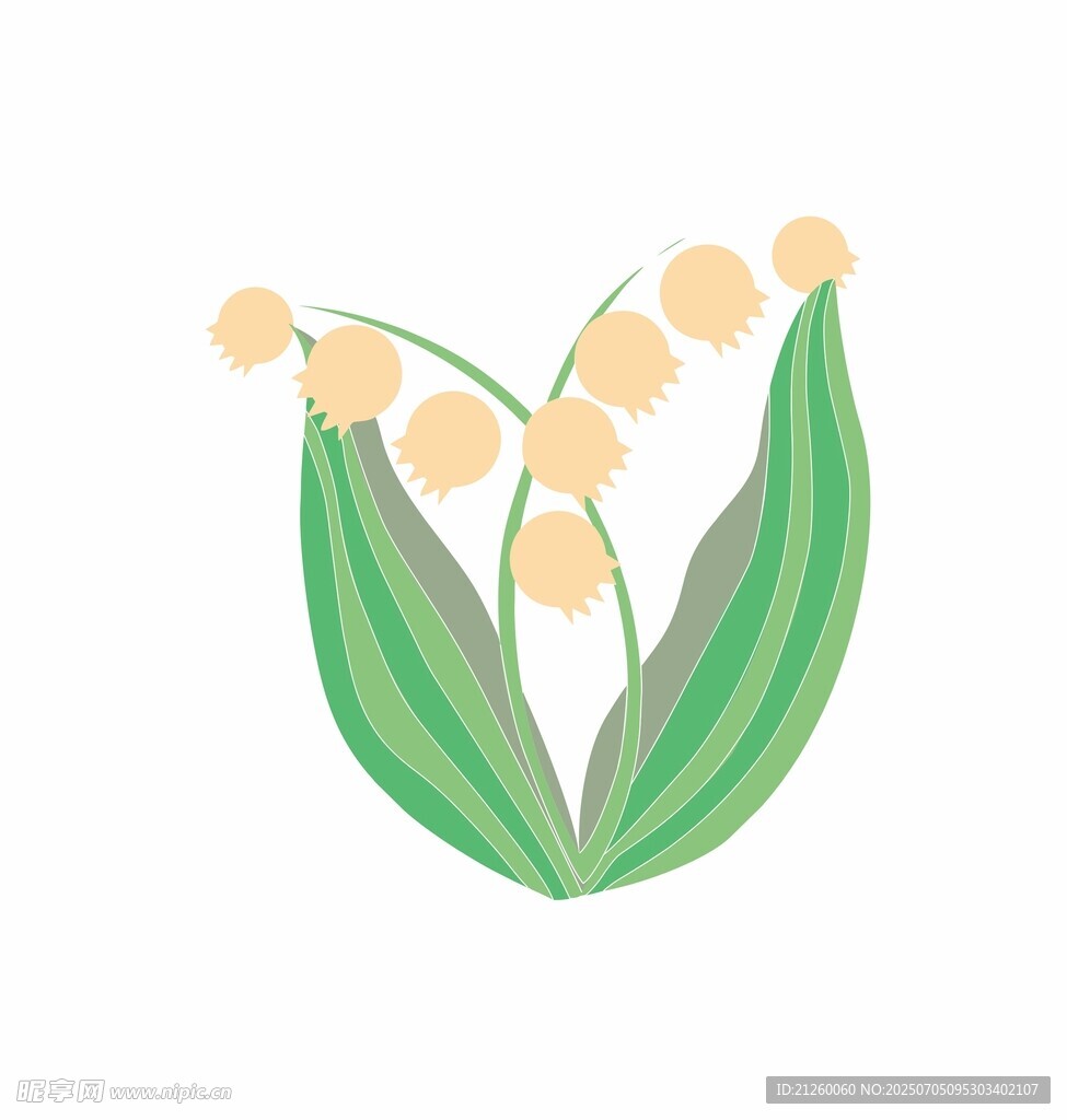 铃兰花插画