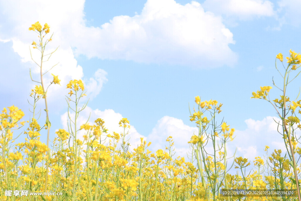春日油菜花