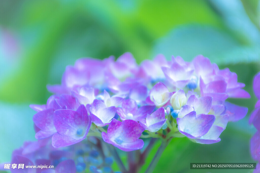 梦幻紫色绣球花绽放