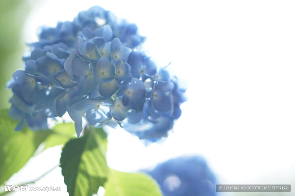 蓝色绣球花特写