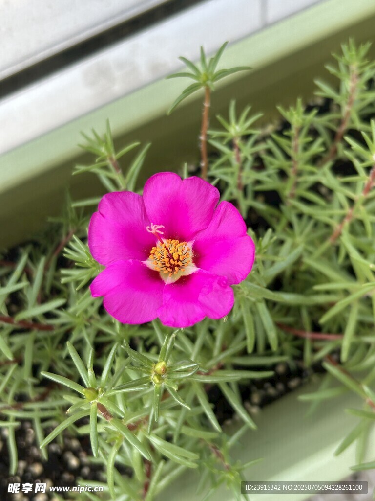娇艳粉色太阳花特写