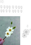 手捧白花及花朵图案素材