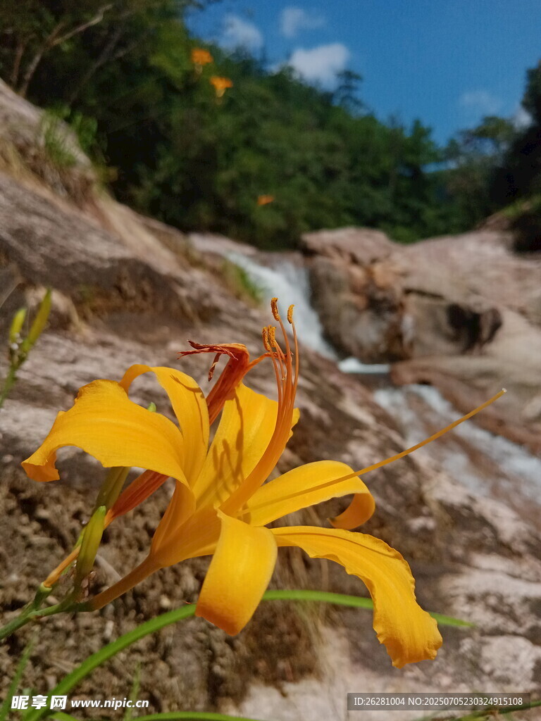 溪边绽放的艳丽黄色花朵