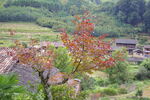 山间红树映田园美景