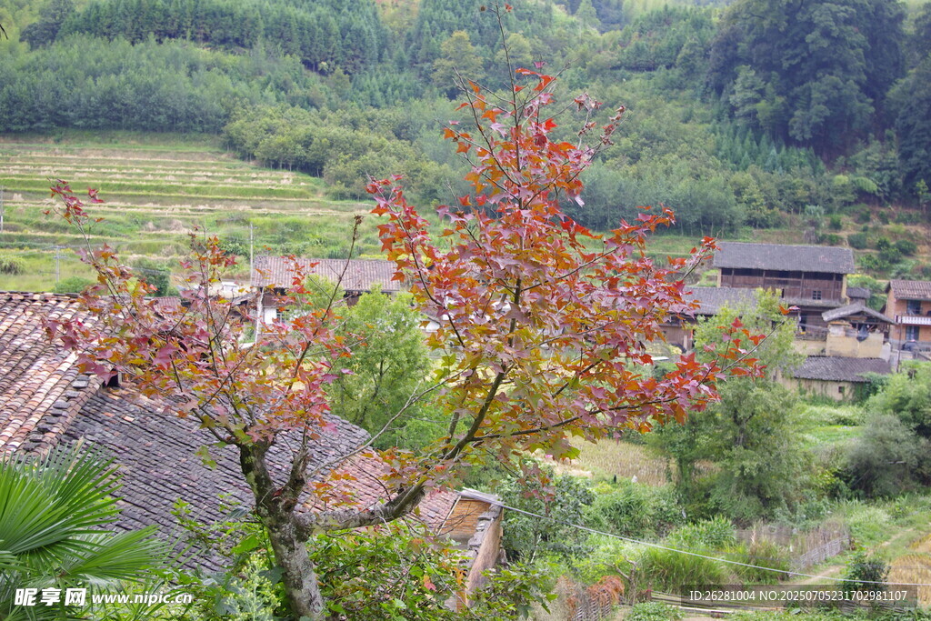 山间红树映田园美景