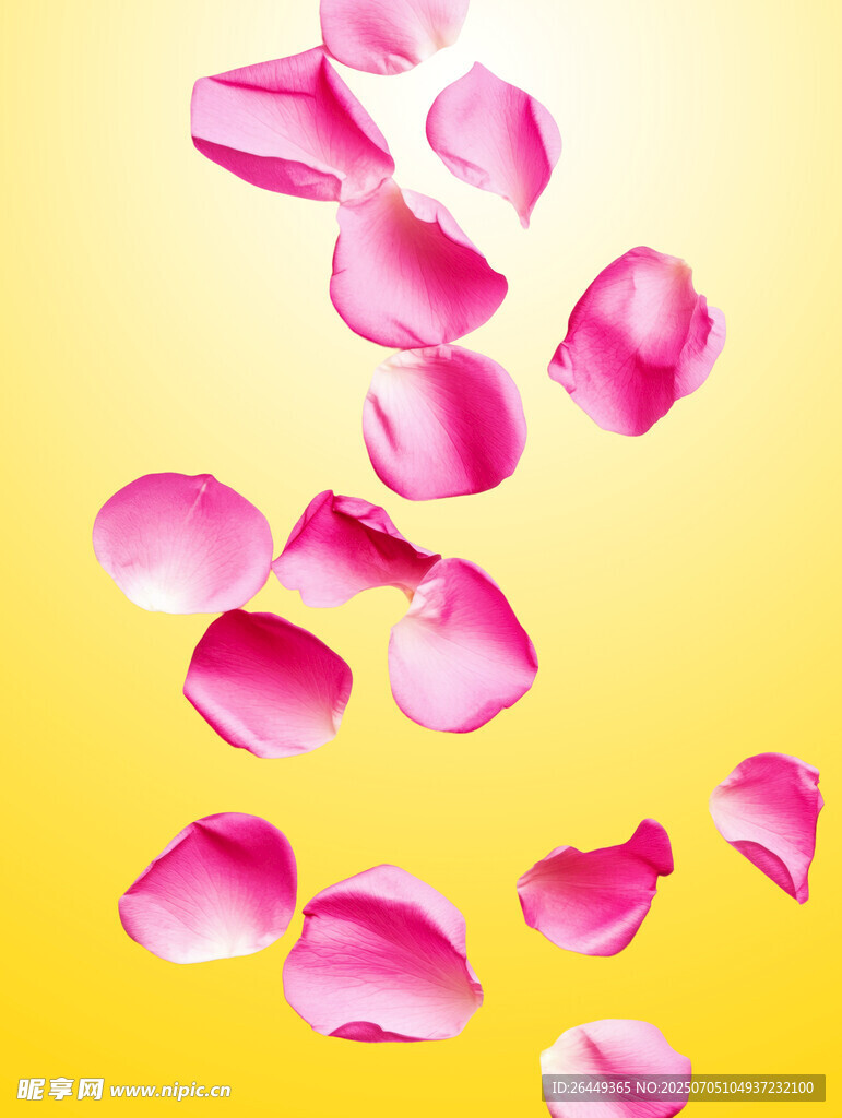 瑰花瓣飘落