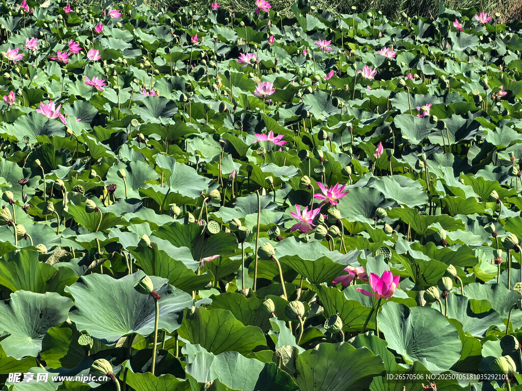 夏日荷塘荷花