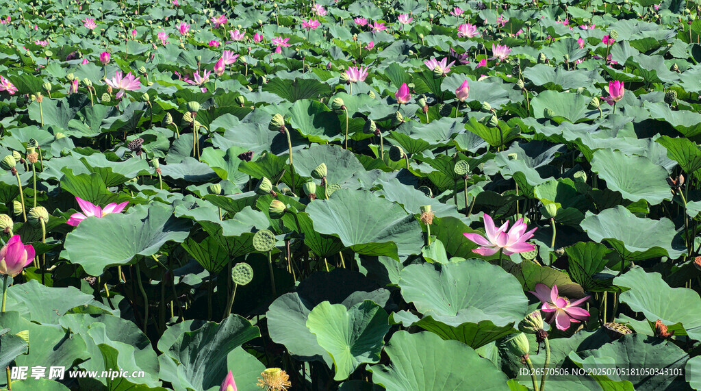 夏日荷花池