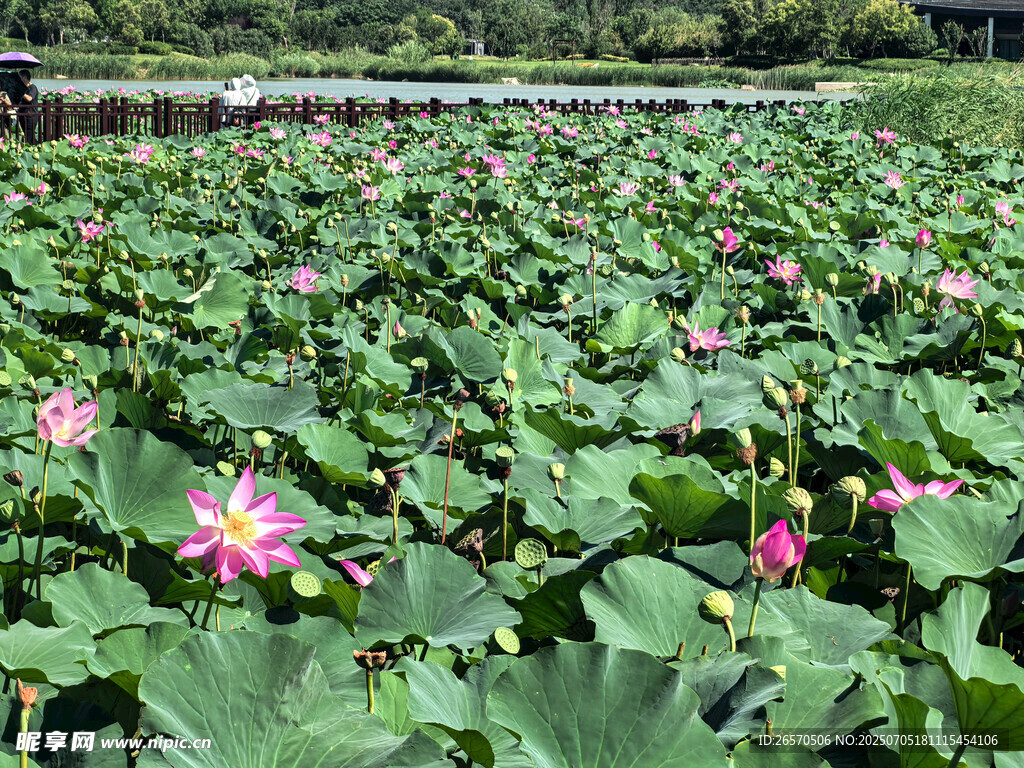 夏日荷花池美景