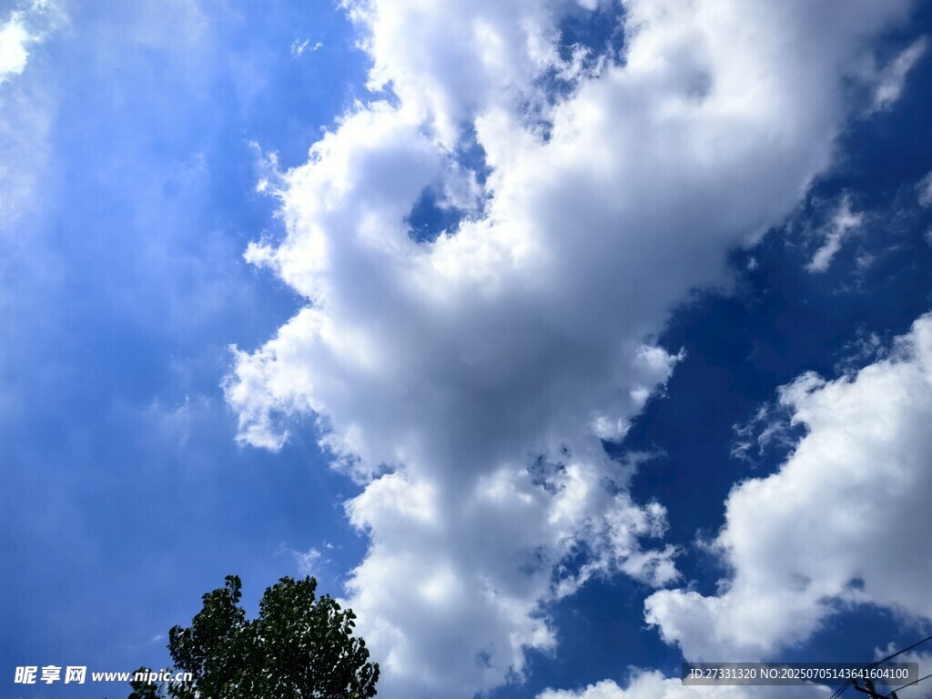 蓝天白云下的树梢美景