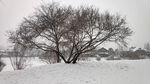 冬日雪景雪野中的孤树