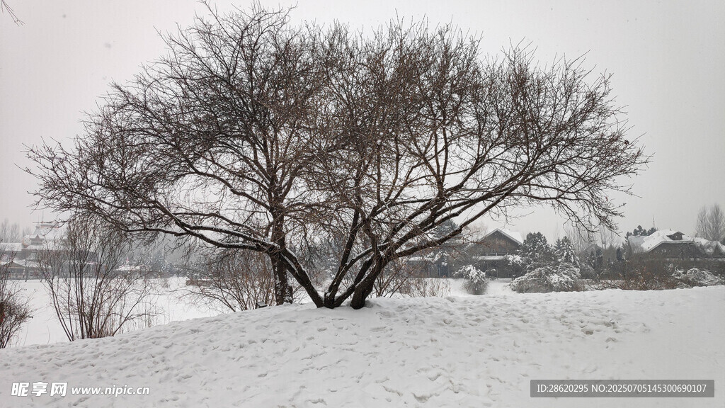 冬日雪景雪野中的孤树