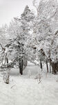 冬日雪景中的银白树林