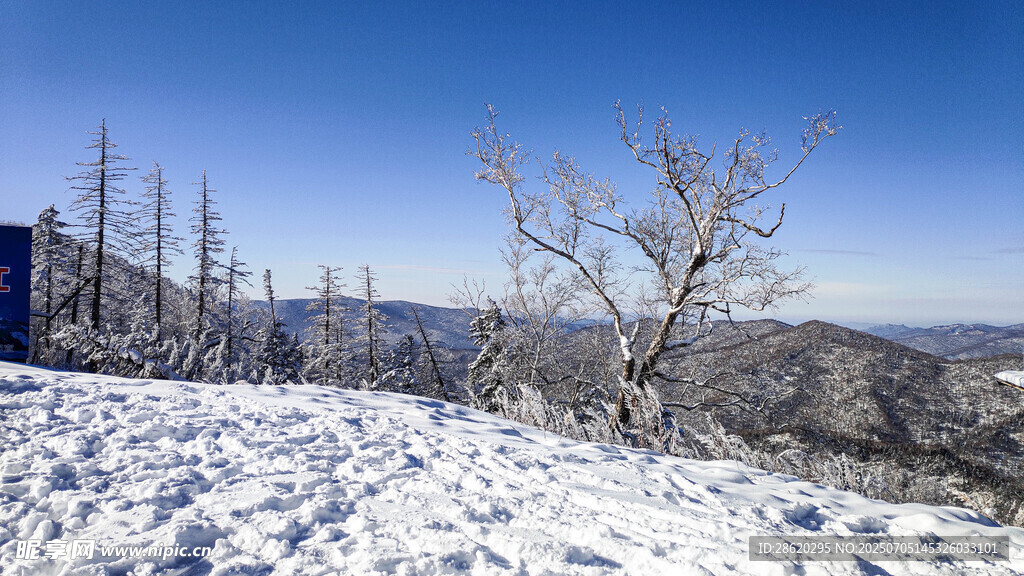 雪覆山峦枯树挺立