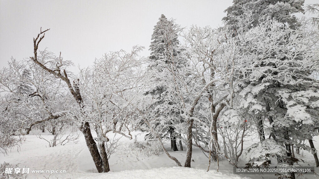 雪覆树林冬日静谧景象