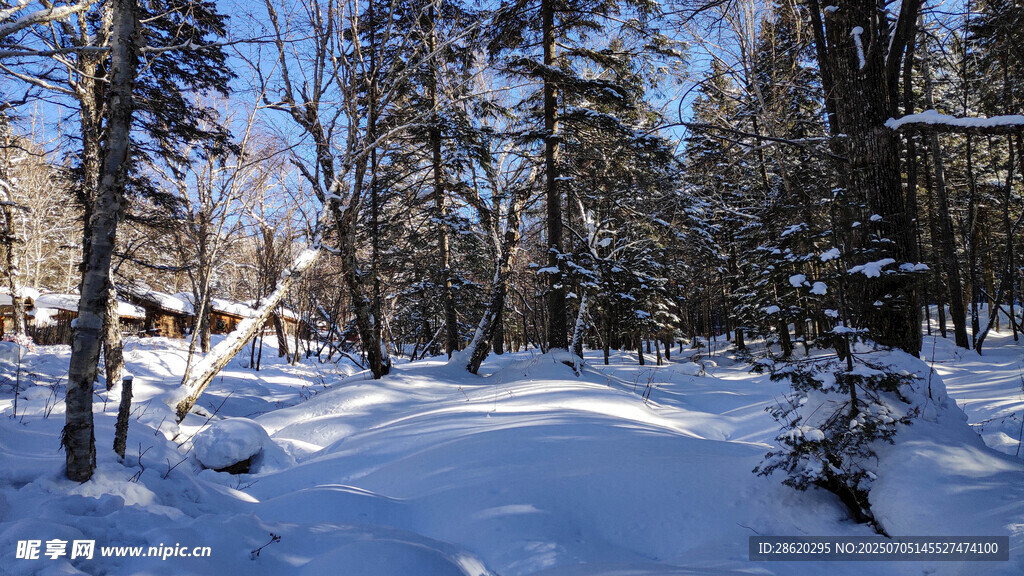 冬日雪林静谧美景