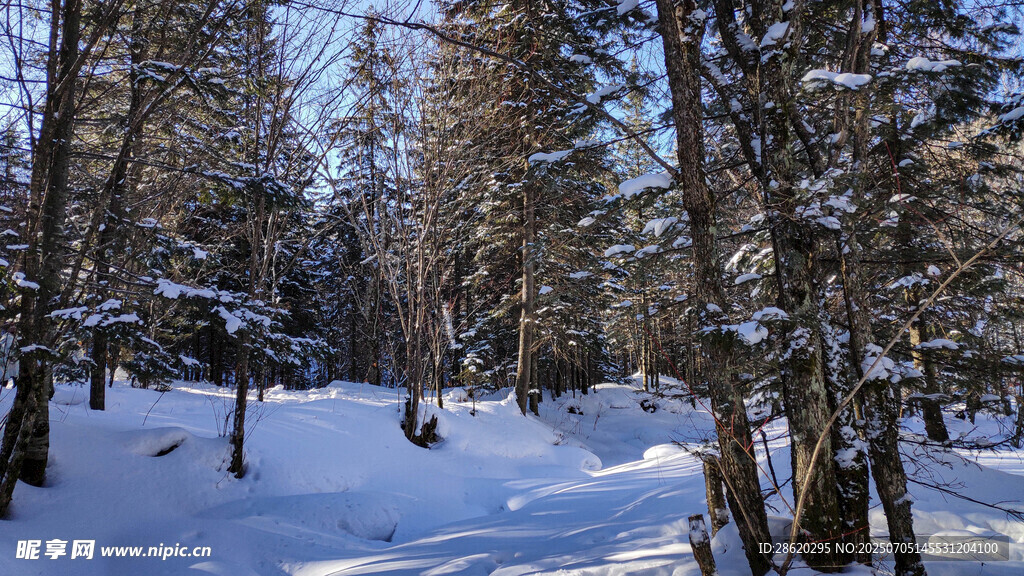 冬日雪覆森林美景