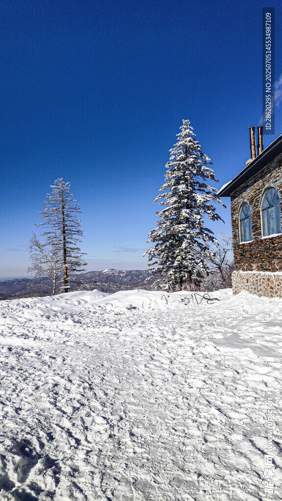 冬日雪景中的建筑与树木