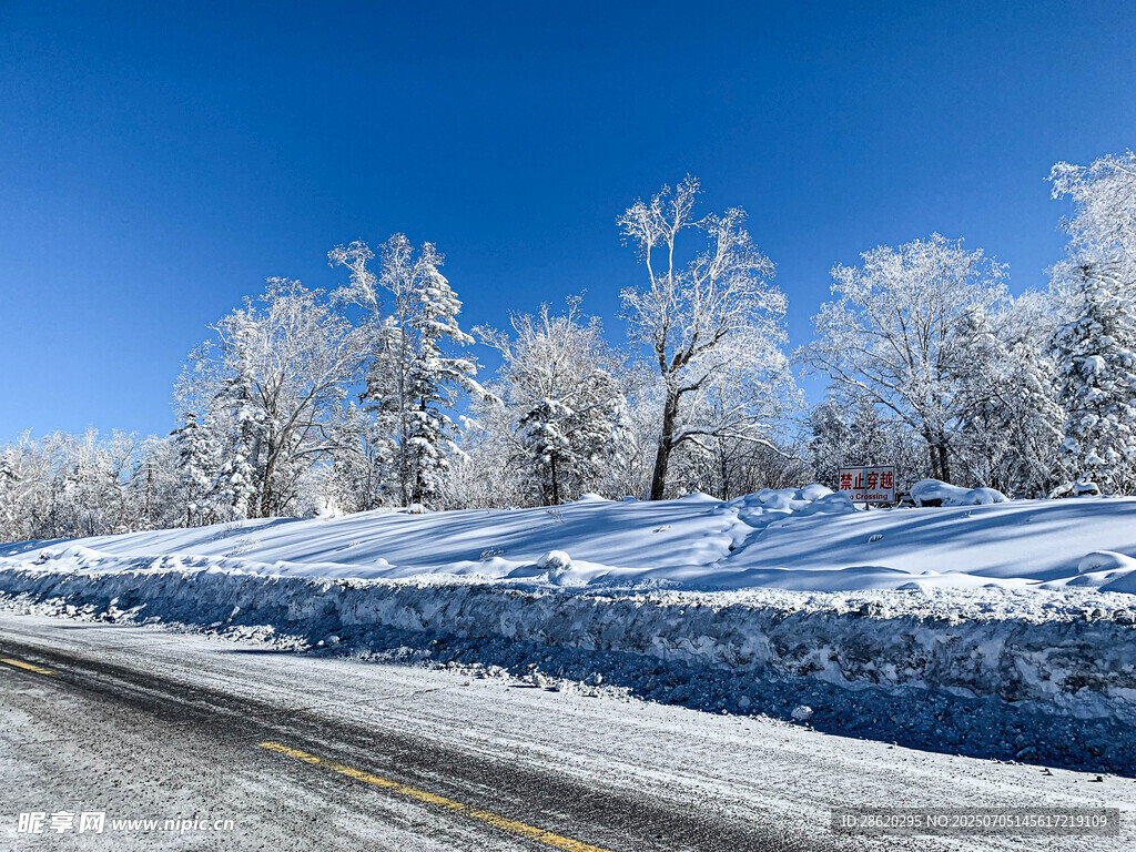 冬日雪覆道路与树木美景雪景
