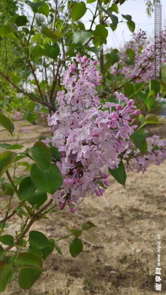 盛开的紫色丁香花花卉