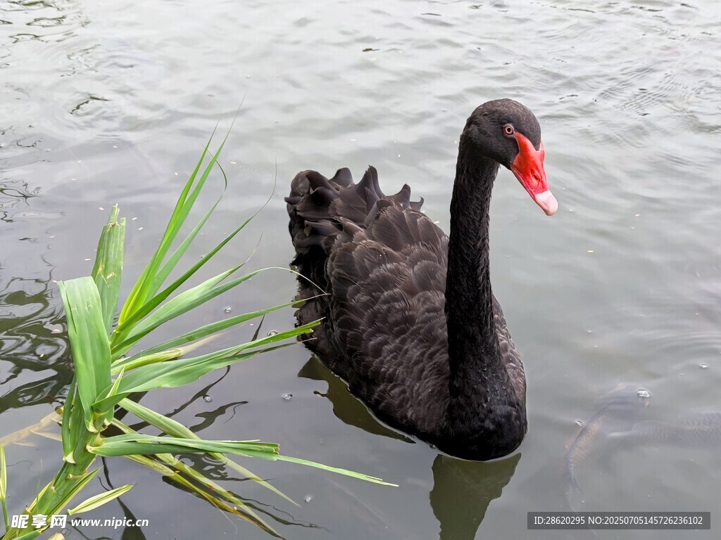 黑天鹅水中悠游